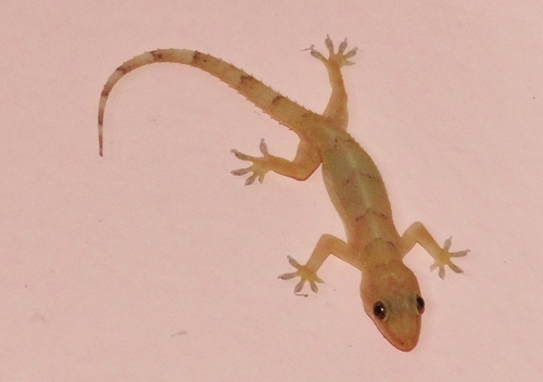 Tropical House Gecko (Hemidactylus mabouia) · iNaturalist.org