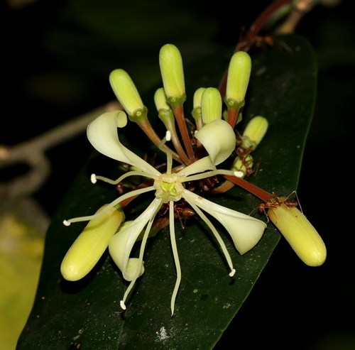 Samadera indica Gaertn.