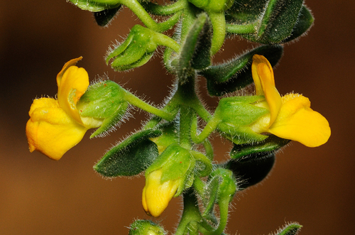 Gador's Snapdragon (Gadoria falukei)