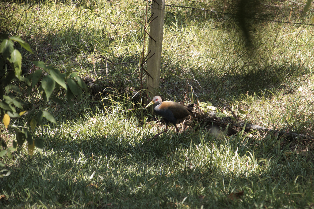 Slaty-breasted Wood-Rail in December 2021 by Guilherme Farah · iNaturalist