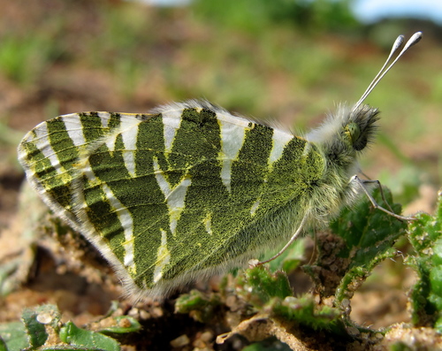 Green-striped White