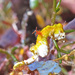 Observation photo