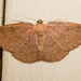 Black-dotted Ruddy Moth - Photo (c) Timothy Reichard, all rights reserved, uploaded by Timothy Reichard
