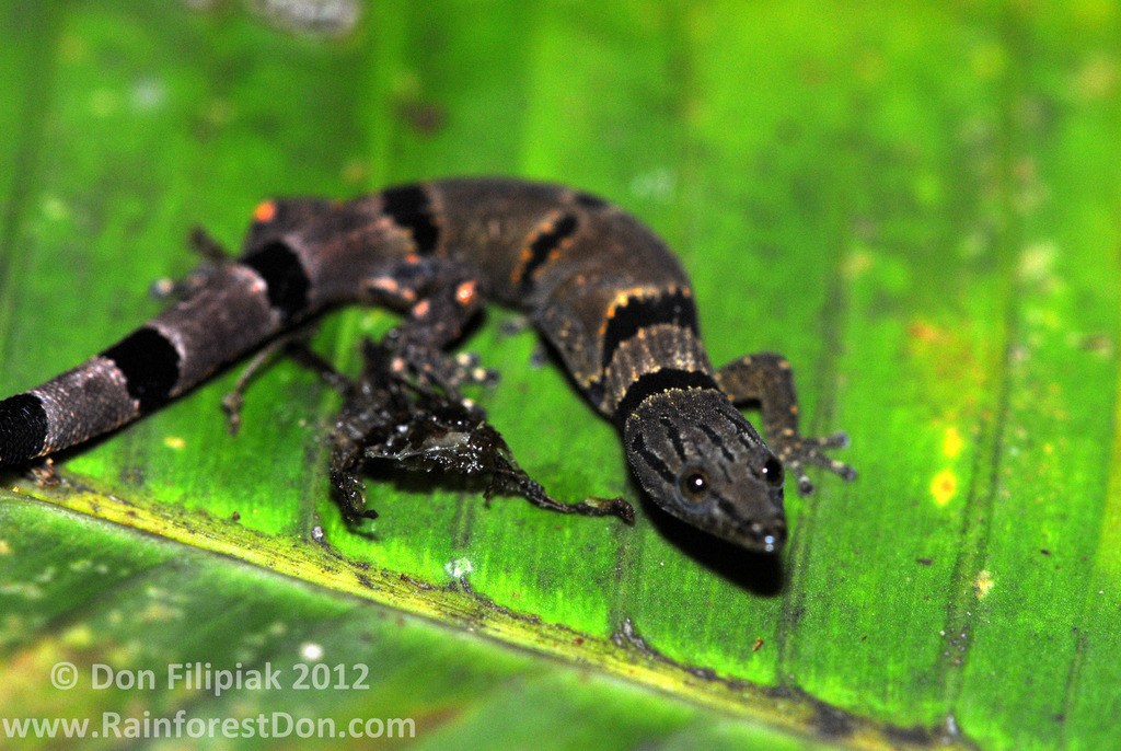 Caribbean Least Gecko (Sphaerodactylus homolepis)