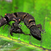 Sphaerodactylus homolepis - Photo (c) Don Filipiak, kaikki oikeudet pidätetään, lähettänyt Don Filipiak
