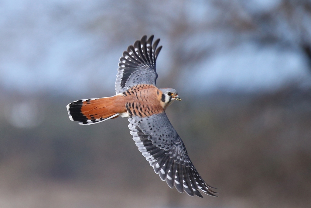 American kestrel