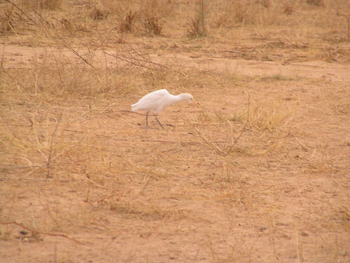 Western Cattle-Egret