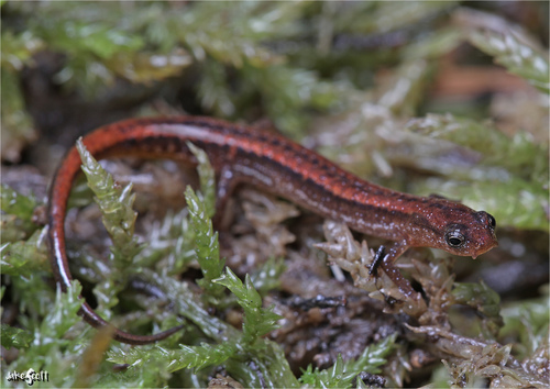 bog dwarf salamander