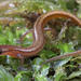 Hillis's Dwarf Salamander - Photo (c) Jake Scott, all rights reserved, uploaded by Jake Scott