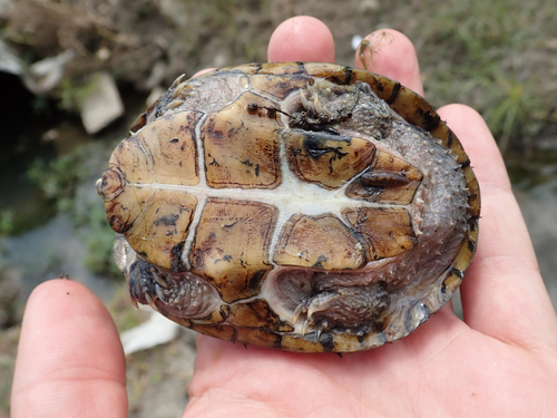 Eastern Musk Turtle