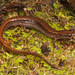 Coastal Plain Dwarf Salamander - Photo (c) Jake Scott, all rights reserved, uploaded by Jake Scott