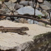 Jupapina Smooth-throated Lizard - Photo (c) Beto Espinoza, all rights reserved, uploaded by Beto Espinoza