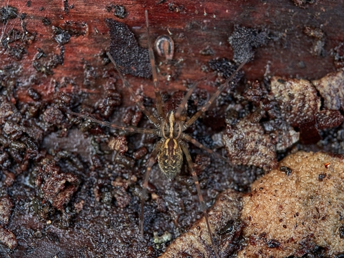 Eratigena inermis