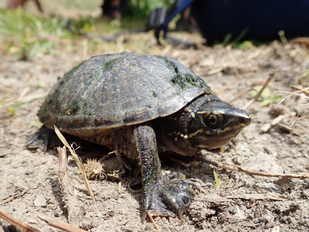 Sternotherus Odoratus Care