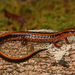 Salamandra Trilineada - Photo (c) Jake Scott, todos los derechos reservados, subido por Jake Scott