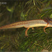 Striped Newt - Photo (c) Jake Scott, all rights reserved, uploaded by Jake Scott