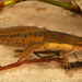 Eastern Newt - Photo (c) Jake Scott, all rights reserved, uploaded by Jake Scott