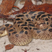 Southern Hognose Snake - Photo (c) Jake Scott, all rights reserved, uploaded by Jake Scott