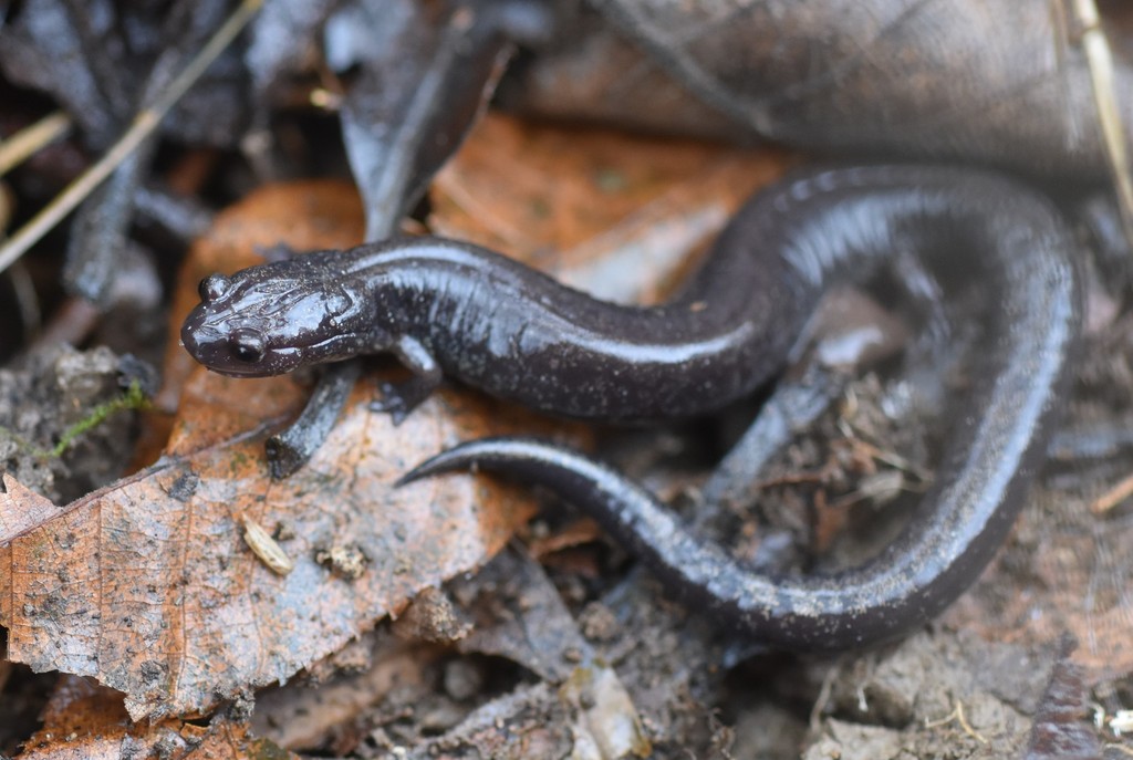 Ravine Salamander From Sullivan County Tn Usa On December 31 2021 At