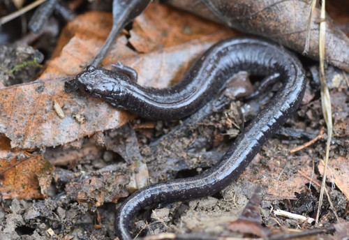 Ravine Salamander