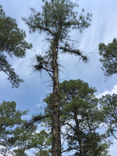 pond pine