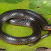 Black Swampsnake - Photo (c) Jake Scott, all rights reserved, uploaded by Jake Scott