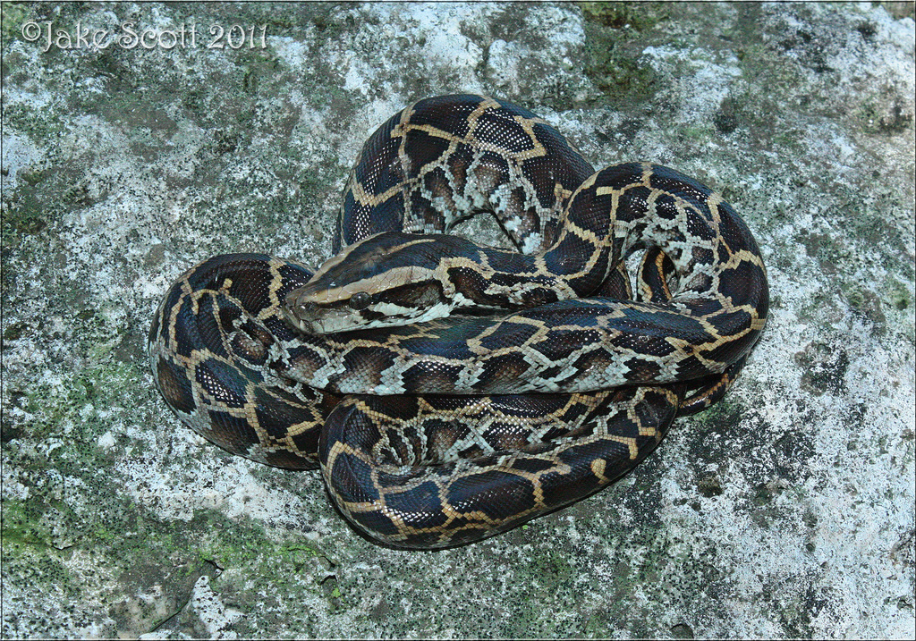 Burmese Python in September 2011 by Jake Scott · iNaturalist