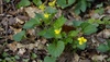 Smooth Yellow Violet - Photo (c) trailchic9, all rights reserved, uploaded by trailchic9