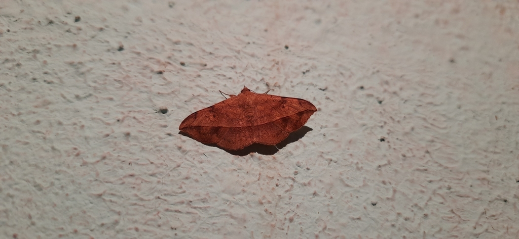 Bhaware Insect Butterflies and Moths from Pisaware Madhyamik Vidyalaya, Pisaware on ...