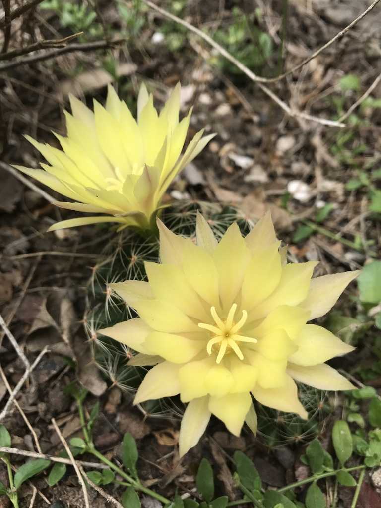 Longmamma Nipple Cactus (Mammillaria sphaerica)  iNaturalist
