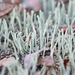 Cladonia subradiata - Photo (c) Steve Collins, όλα τα δικαιώματα διατηρούνται, uploaded by Steve Collins