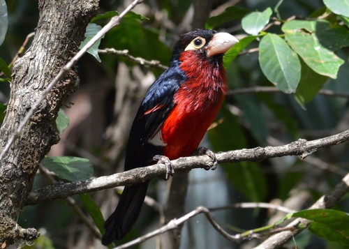 Double-toothed Barbet