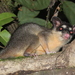 Philander opossum - Photo (c) leandromoraes, όλα τα δικαιώματα διατηρούνται, uploaded by leandromoraes