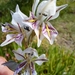 Gladiolus permeabilis edulis - Photo (c) Helize du Toit, todos los derechos reservados, subido por Helize du Toit
