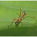 Red Weaver Ant-mimicking Spider - Photo (c) Anoop Asranna, all rights reserved