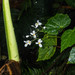 Begonia retusa - Photo (c) Karl Questel, all rights reserved, uploaded by Karl Questel