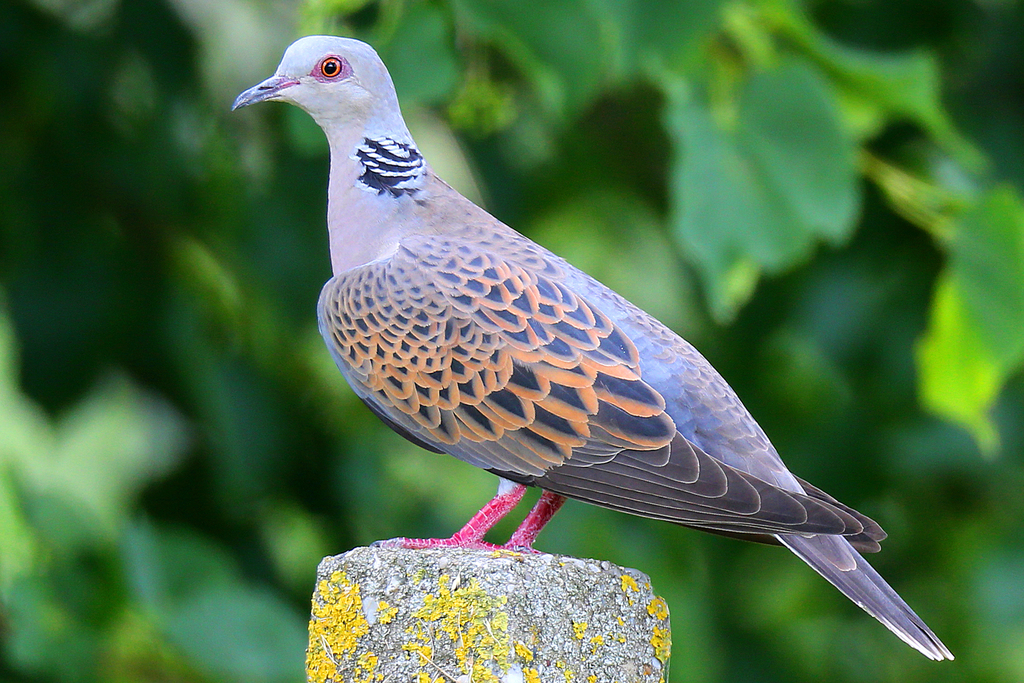 European Turtle-Dove from Neusiedl am See, Österreich on June 6, 2018 ...