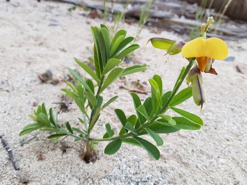 Rattleweed