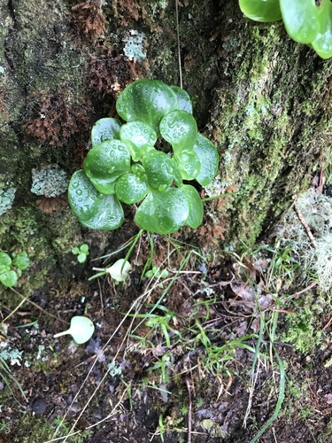 Aichryson divaricatum