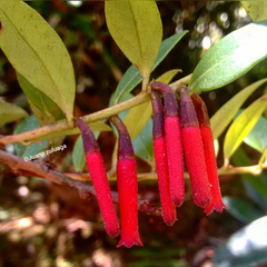 Image of Macleania stricta