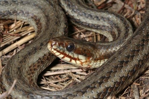 Saltmarsh Snake