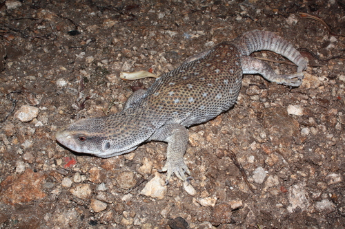 Savannah Monitor