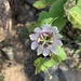 Passiflora foetida foetida - Photo (c) Emma Bakhshi, todos los derechos reservados, subido por Emma Bakhshi