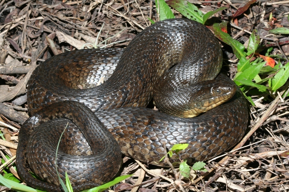 Mississippi Green Watersnake (Nerodia cyclopion)