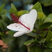 Hibiscus arnottianus - Photo (c) Alice Pence, όλα τα δικαιώματα διατηρούνται, uploaded by Alice Pence