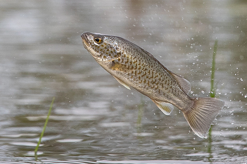 Leiopotherapon unicolor (Günther, 1859)