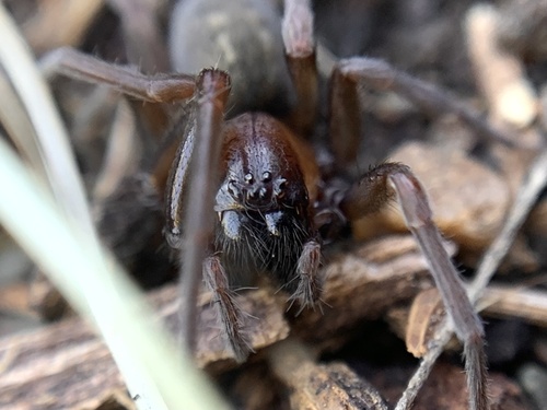 South American Toothed Hacklemesh Weaver