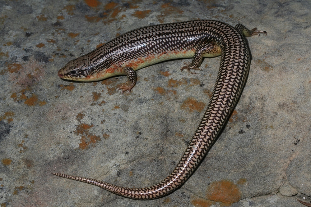 Great Plains Skink