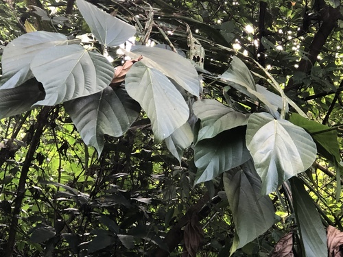 Ficus ruficaulis