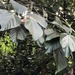 Ficus ruficaulis - Photo (c) naturalistchu, todos los derechos reservados, subido por naturalistchu